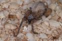 Phryganoporus_canididus_D3607_Z_80_Hamelin pool_Australie